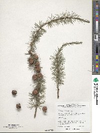Larix laricina image