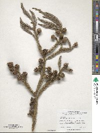 Cryptomeria japonica image