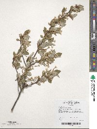 Elaeagnus multiflora image