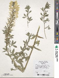 Image of Thermopsis chinensis