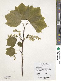 Acer pensylvanicum image