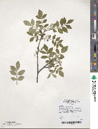 Zanthoxylum simulans image