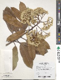 Photinia serratifolia image