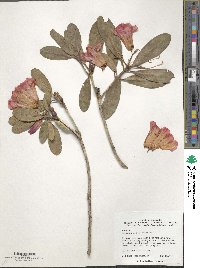 Rhododendron dichroanthum image