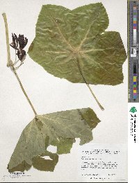 Dysosma pleiantha image