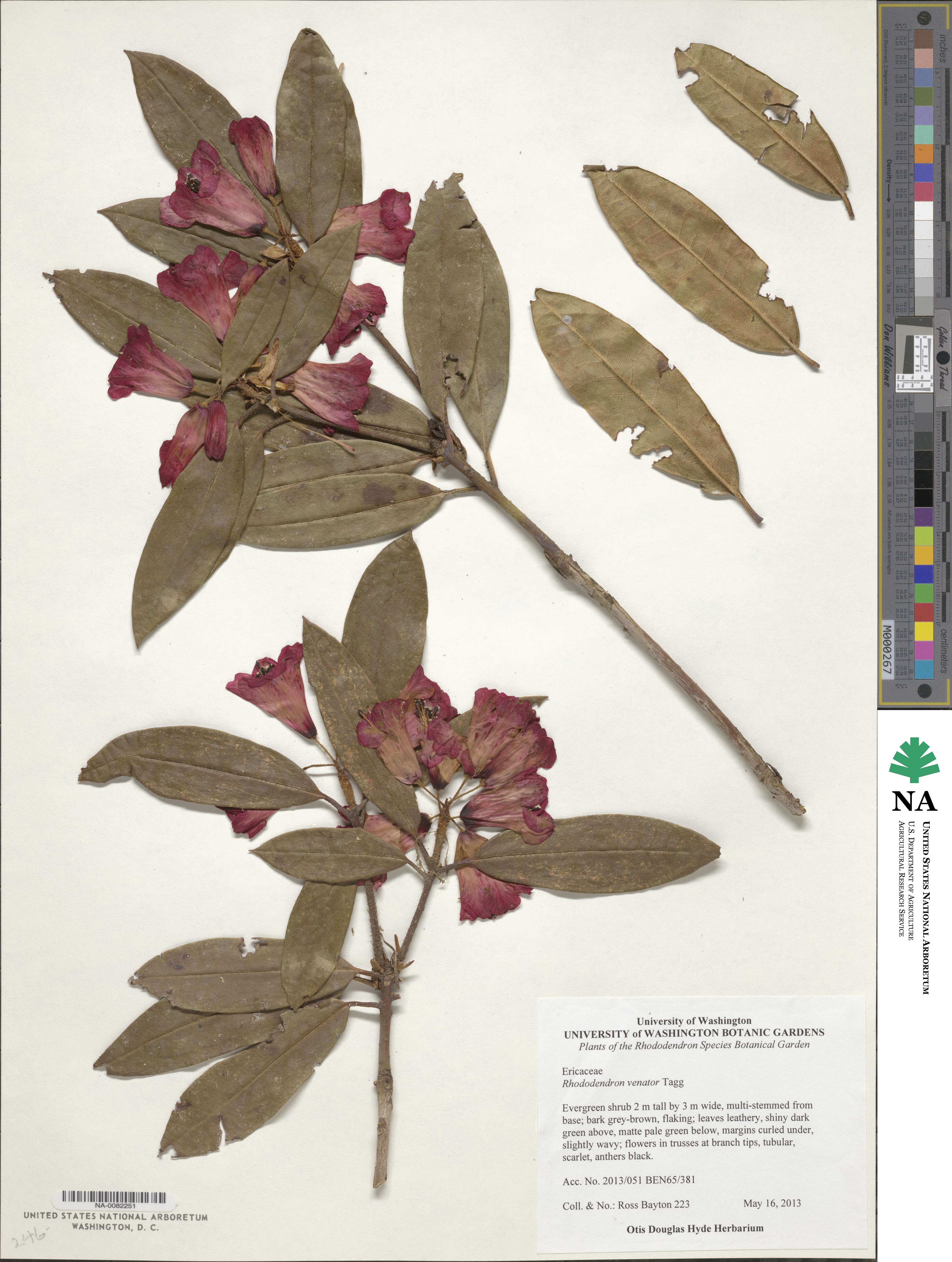 Rhododendron venator image