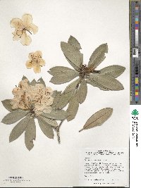 Rhododendron aberconwayi image