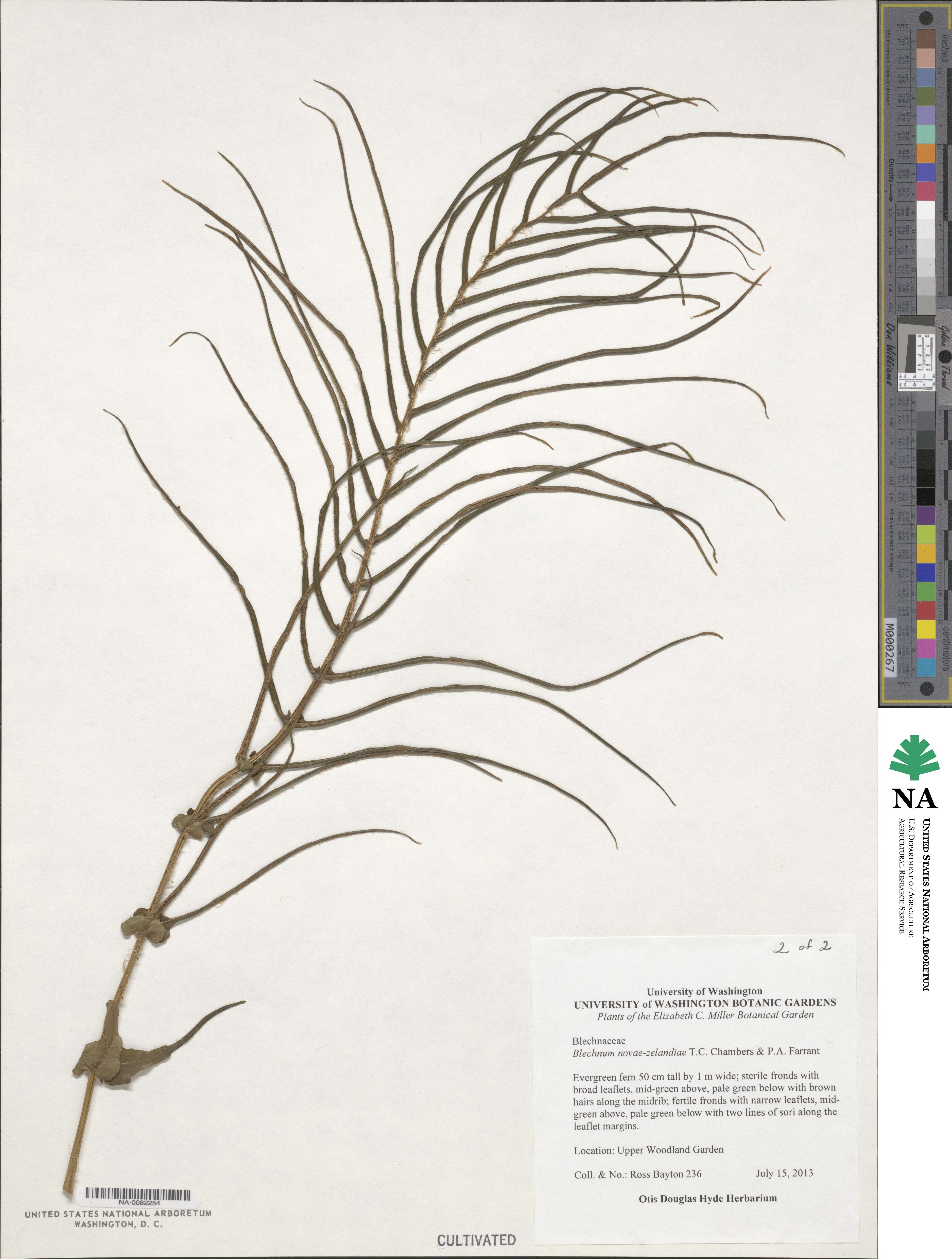 Parablechnum novae-zelandiae image