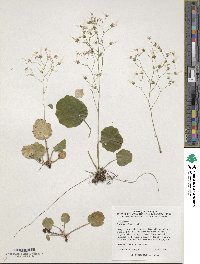 Saxifraga stolonifera image