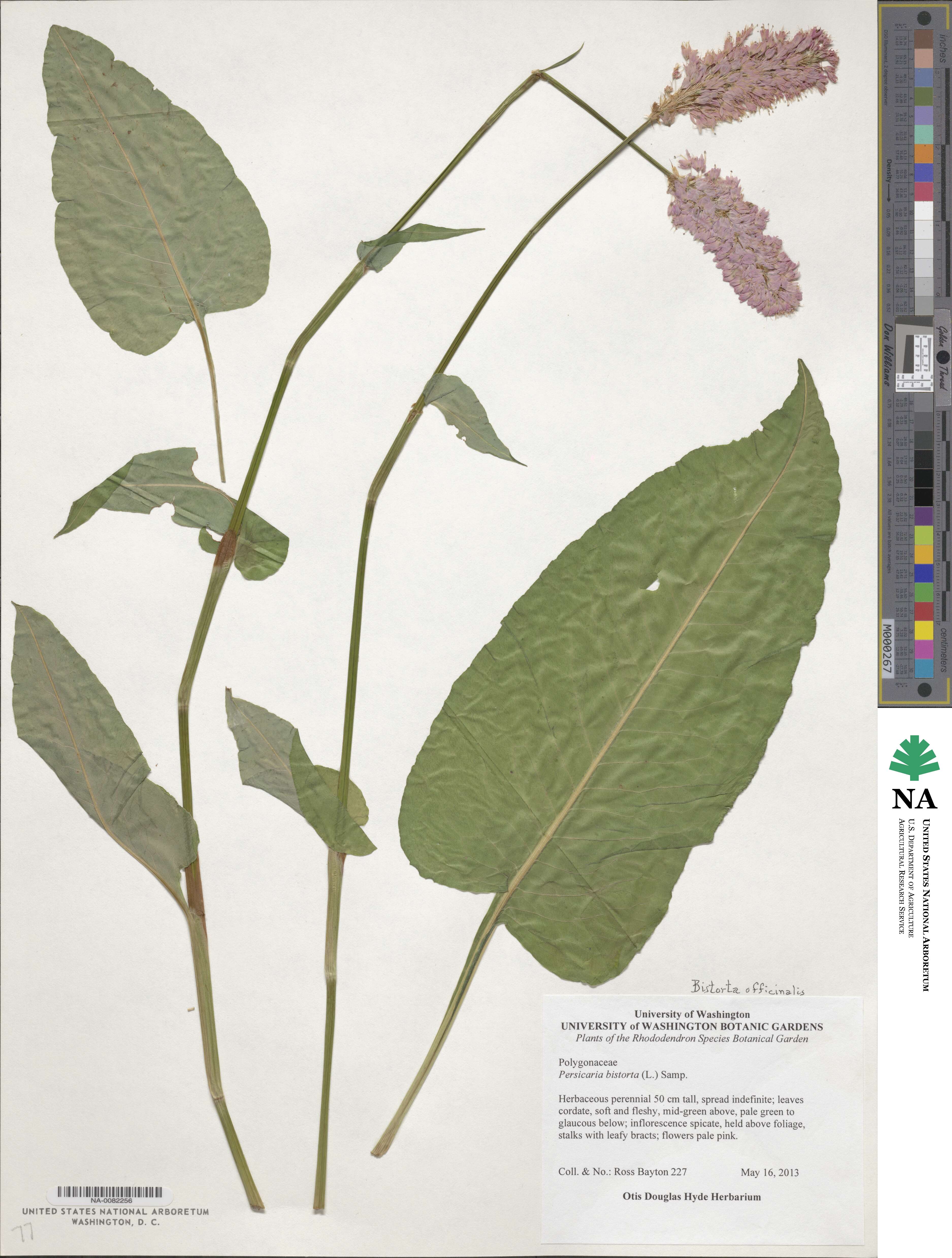 Bistorta officinalis image