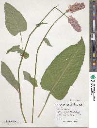 Bistorta officinalis image