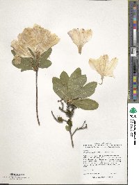 Rhododendron molle image