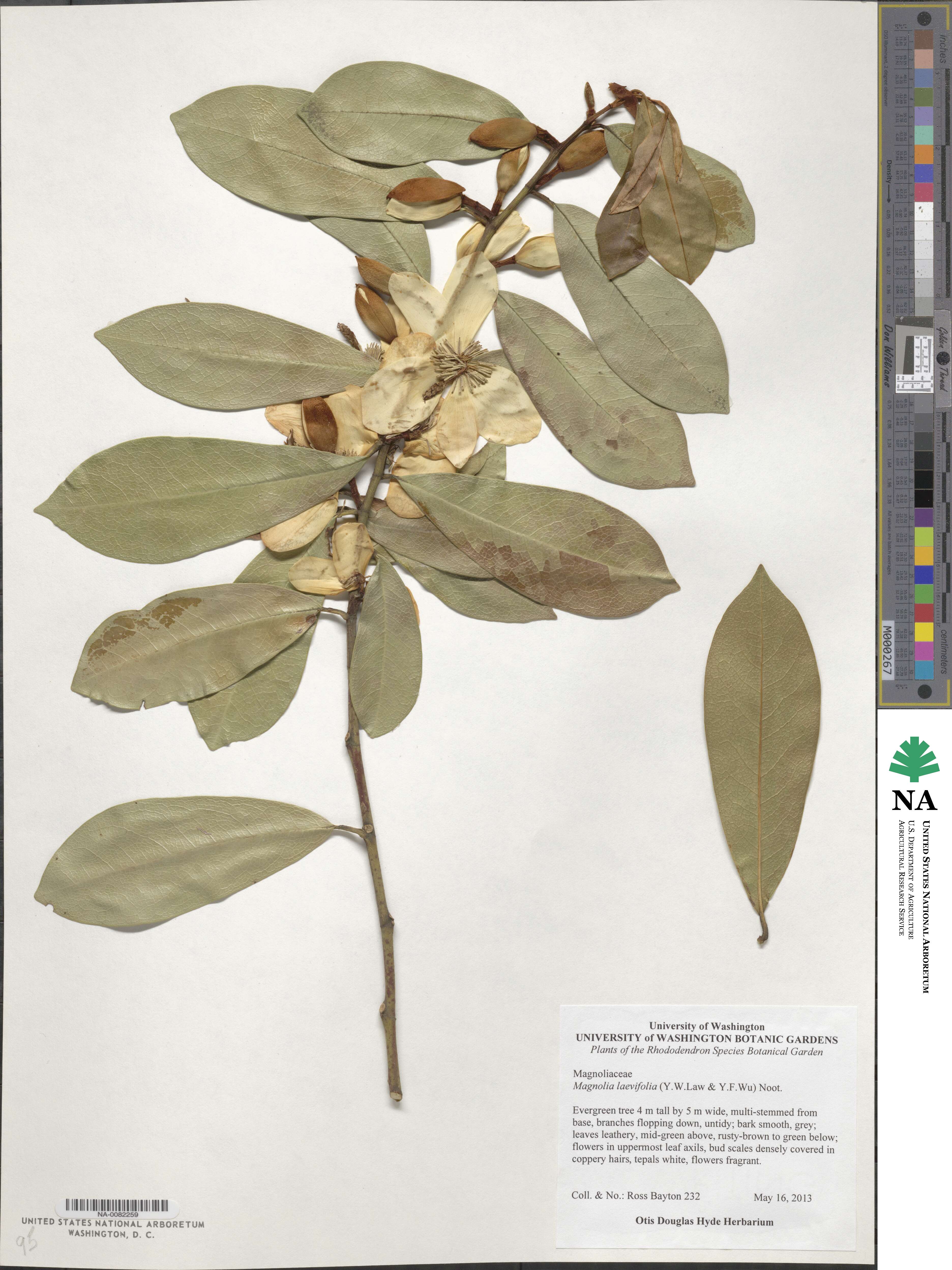 Magnolia laevifolia image