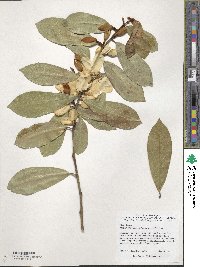 Magnolia laevifolia image