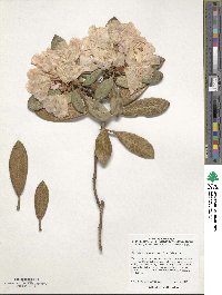 Rhododendron yakushimanum image