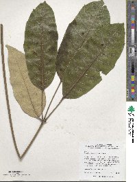 Heptapleurum delavayi image