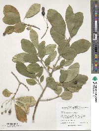 Chionanthus retusus image