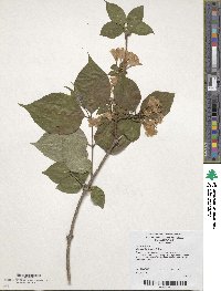 Weigela hortensis image