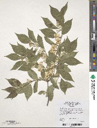 Lonicera maackii image