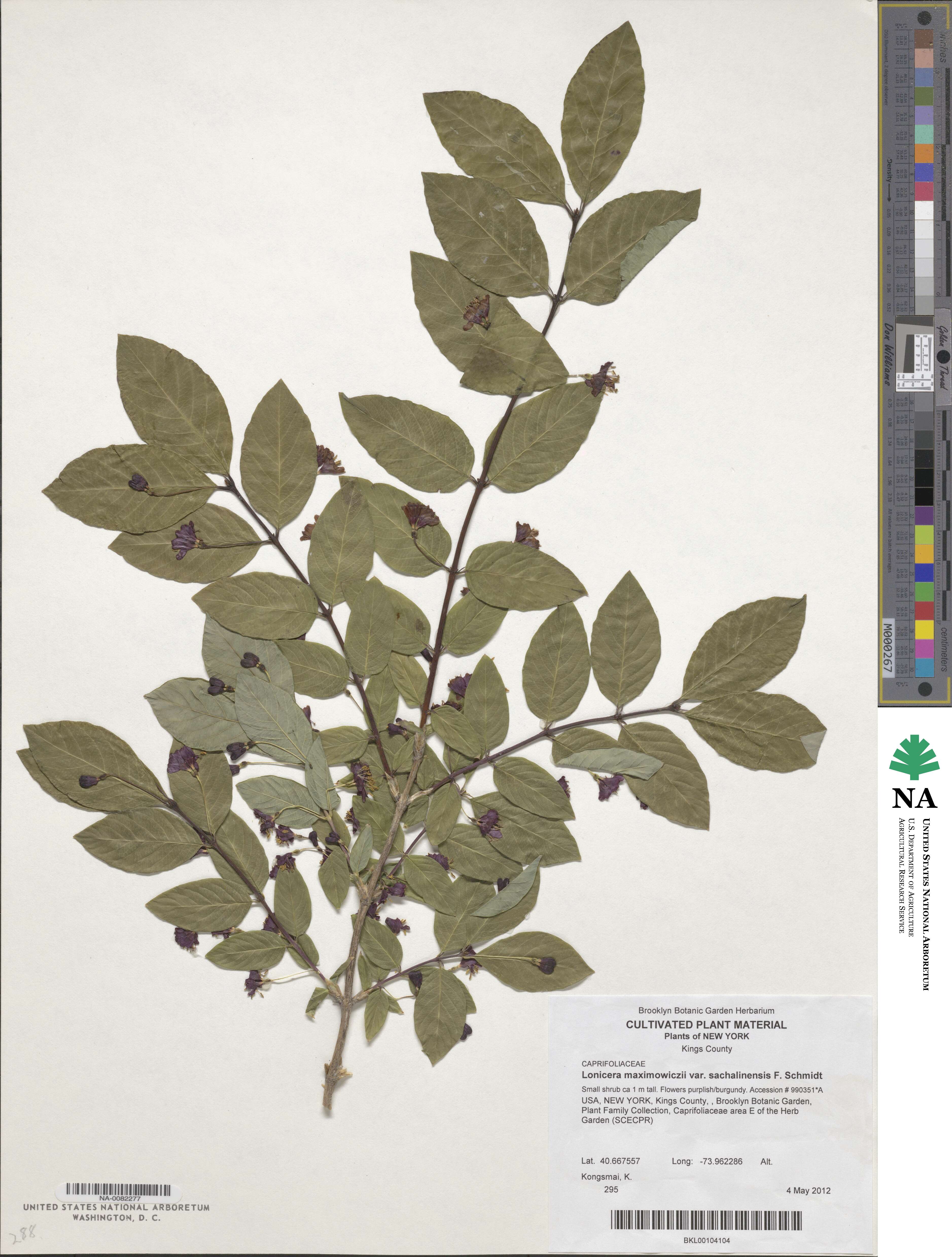 Lonicera maximowiczii var. sachalinensis image