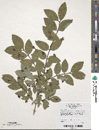 Lonicera maximowiczii var. sachalinensis image