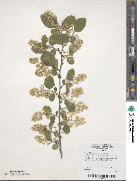 Symplocos paniculata image