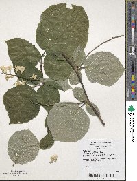 Styrax obassia image