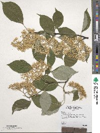 Cornus alternifolia image