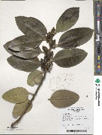 Ilex latifolia image