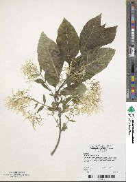 Chionanthus virginicus image