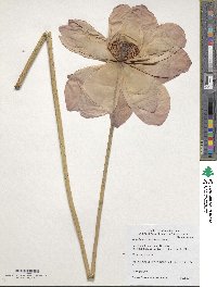 Image of Nelumbo nucifera