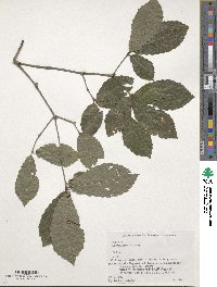 Quercus serrata image