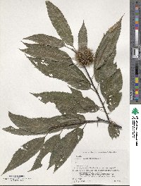 Castanea crenata image