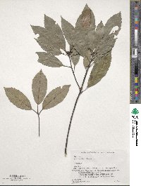 Quercus glauca image