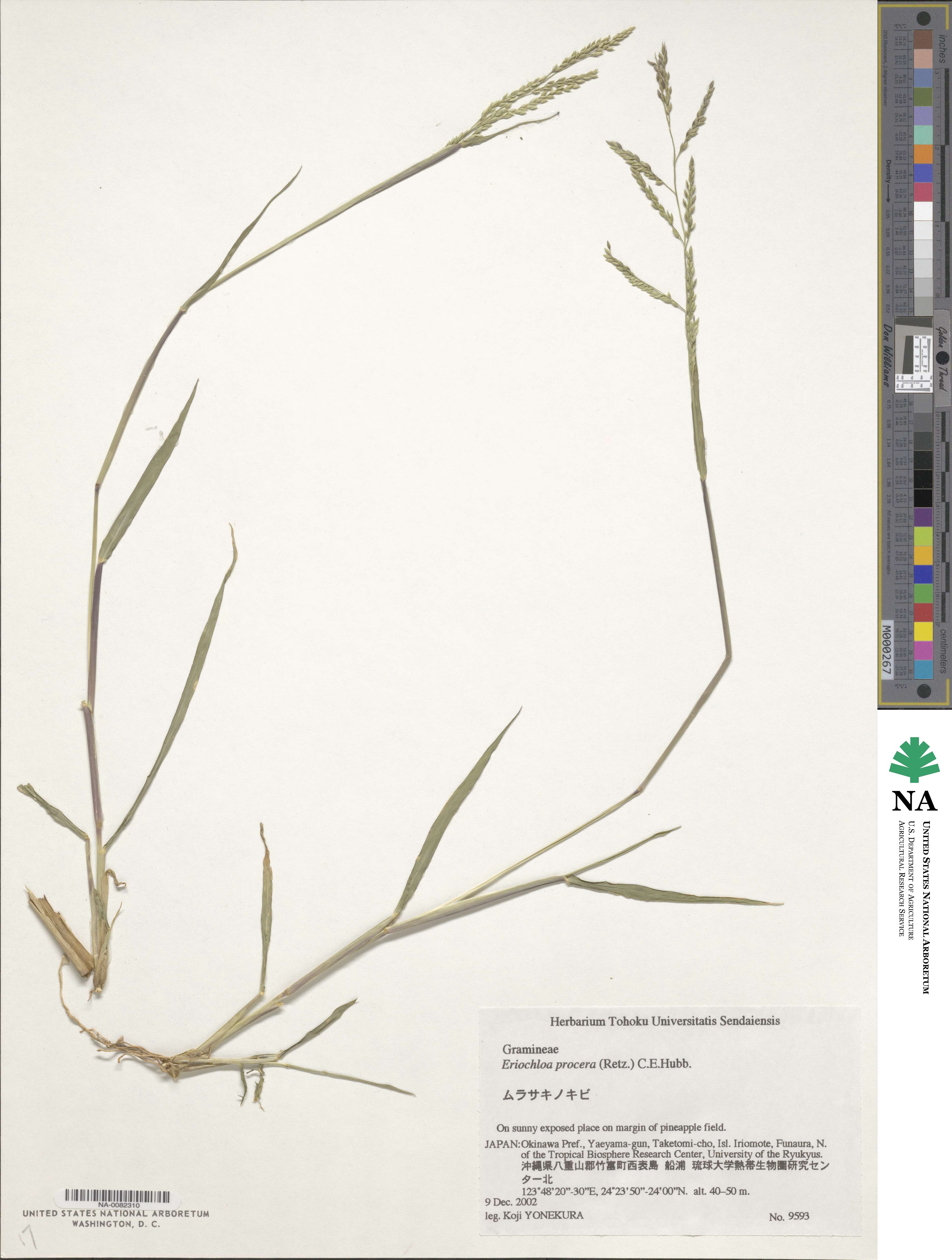 Eriochloa procera image