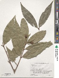 Syzygium jambos image