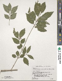 Callicarpa oshimensis image