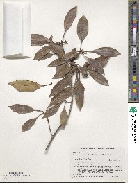 Chengiodendron marginatum image