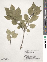 Xylosma racemosum image