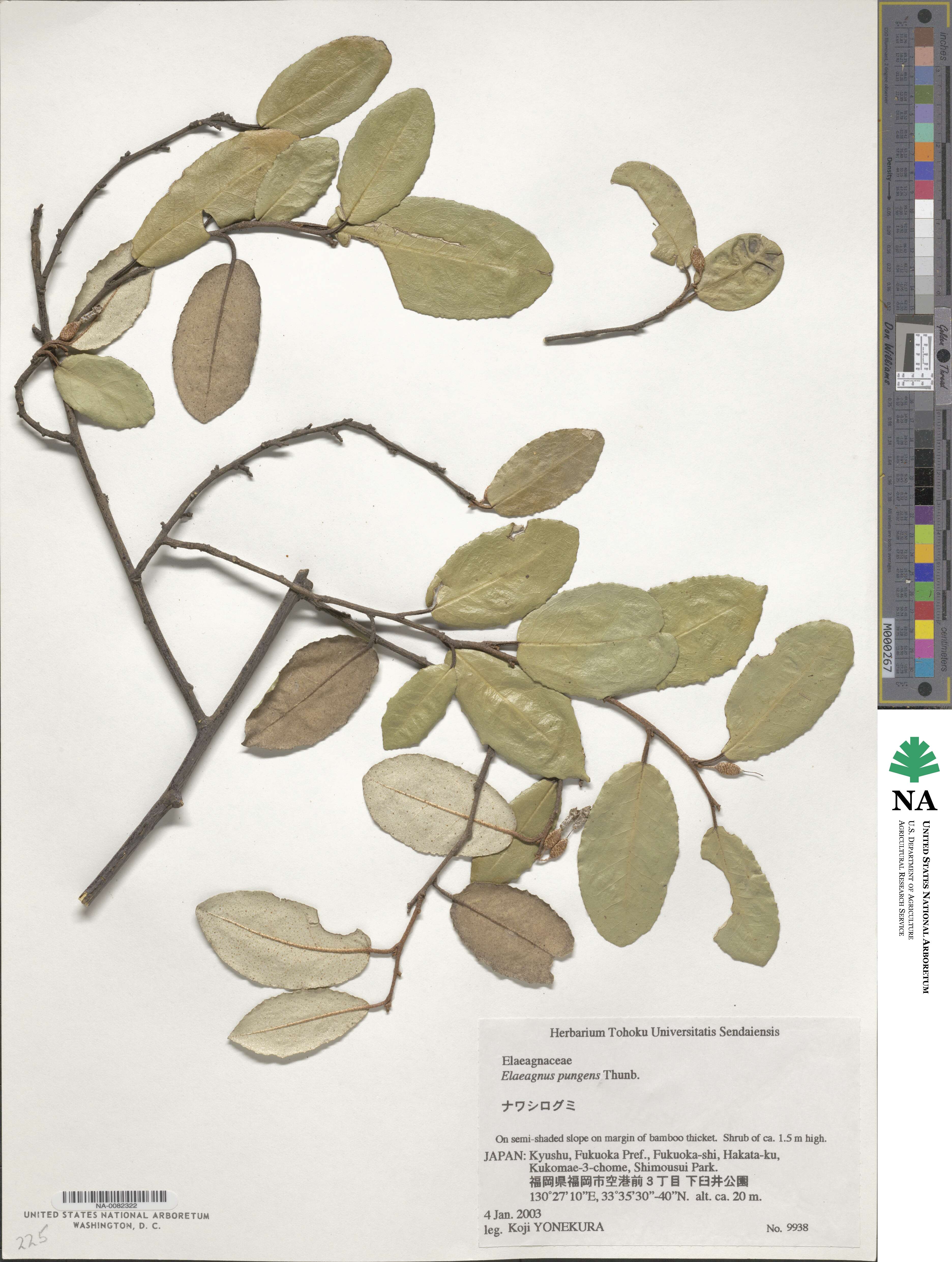 Elaeagnus image