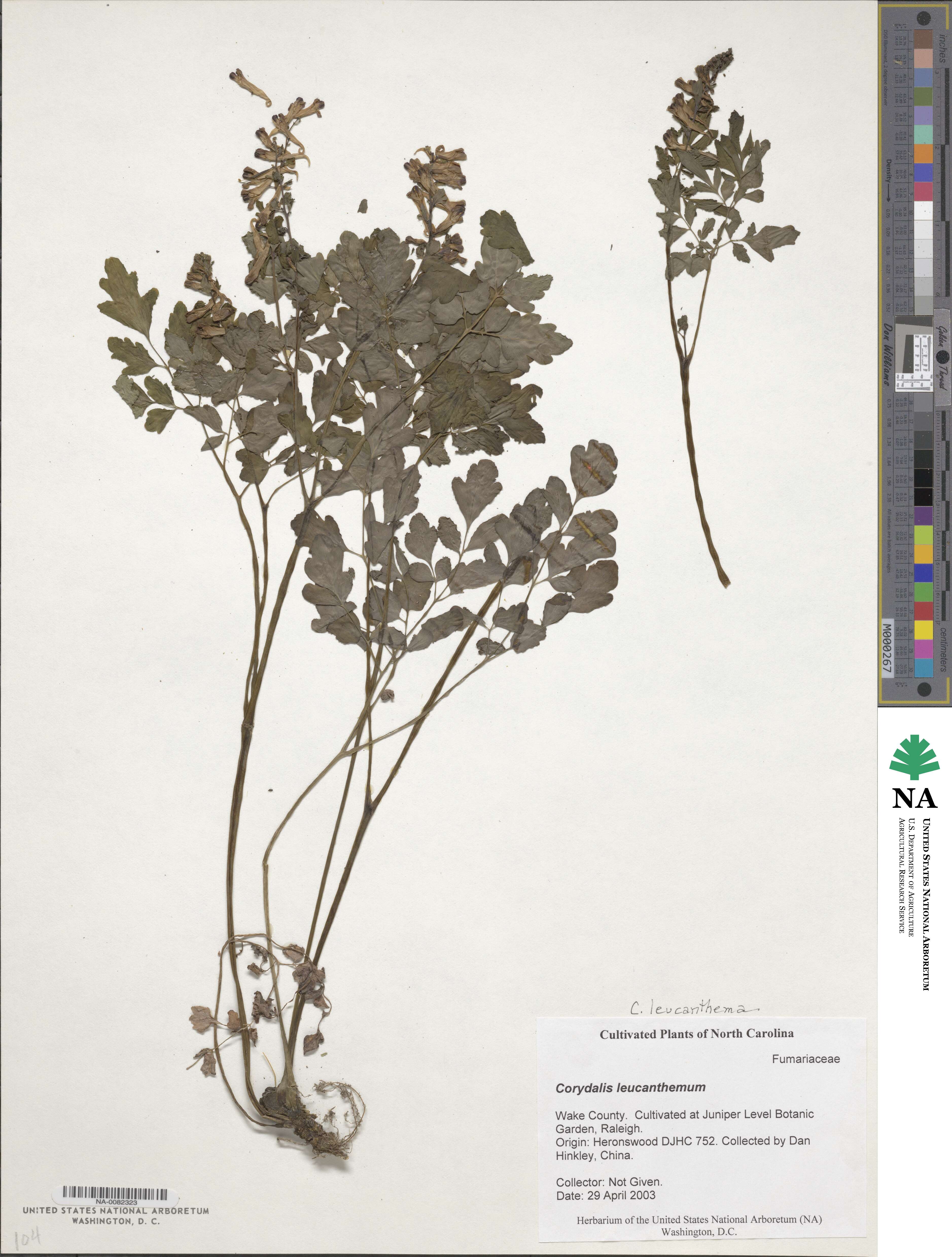 Corydalis leucanthema image