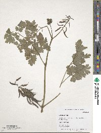 Image of Corydalis elata