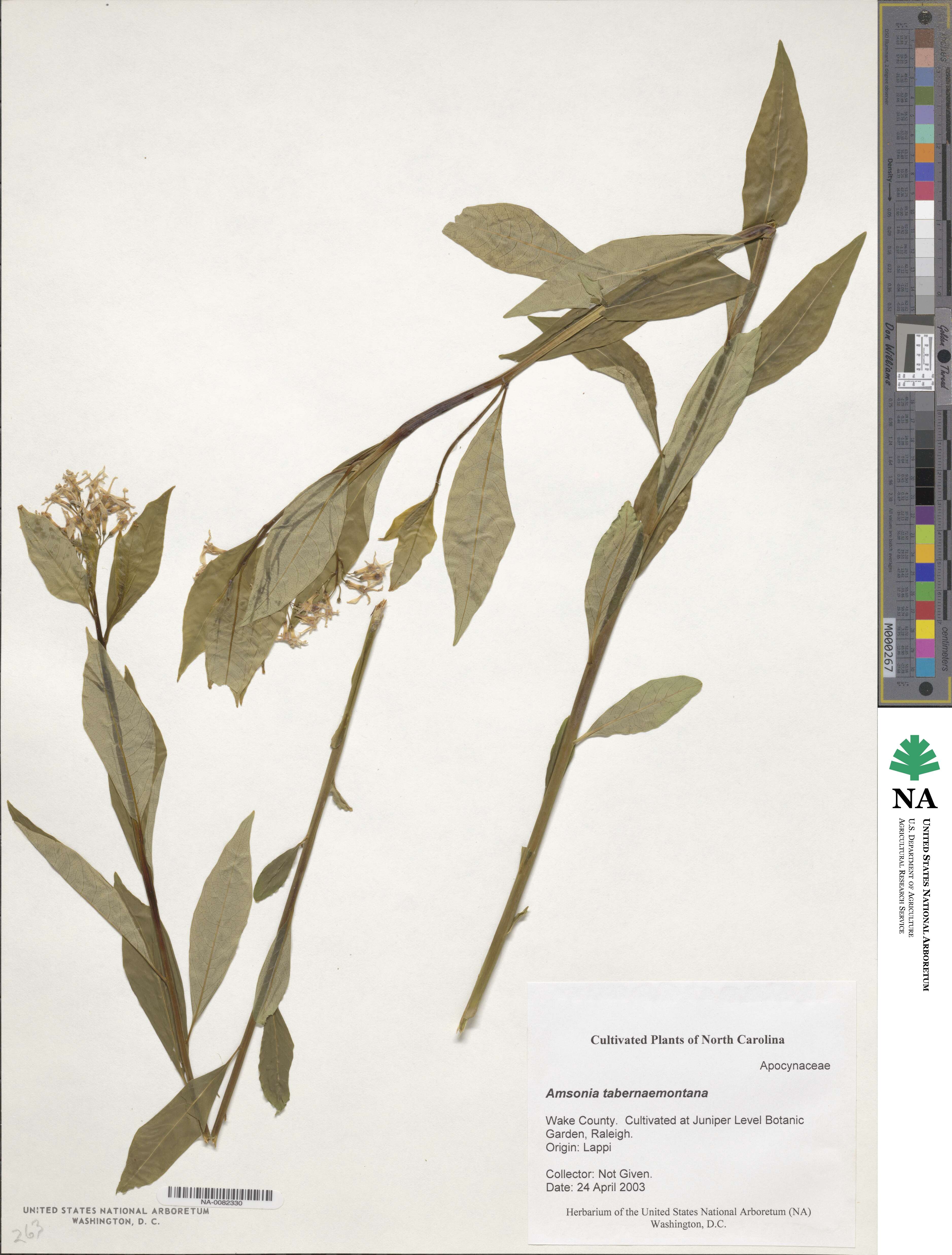 Amsonia image