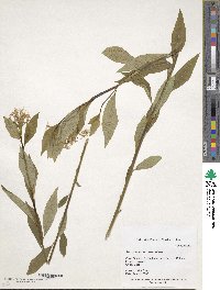 Amsonia tabernaemontana image