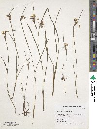 Sisyrinchium angustifolium image