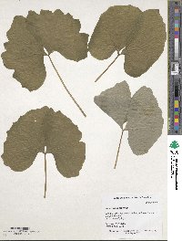 Jeffersonia diphylla image