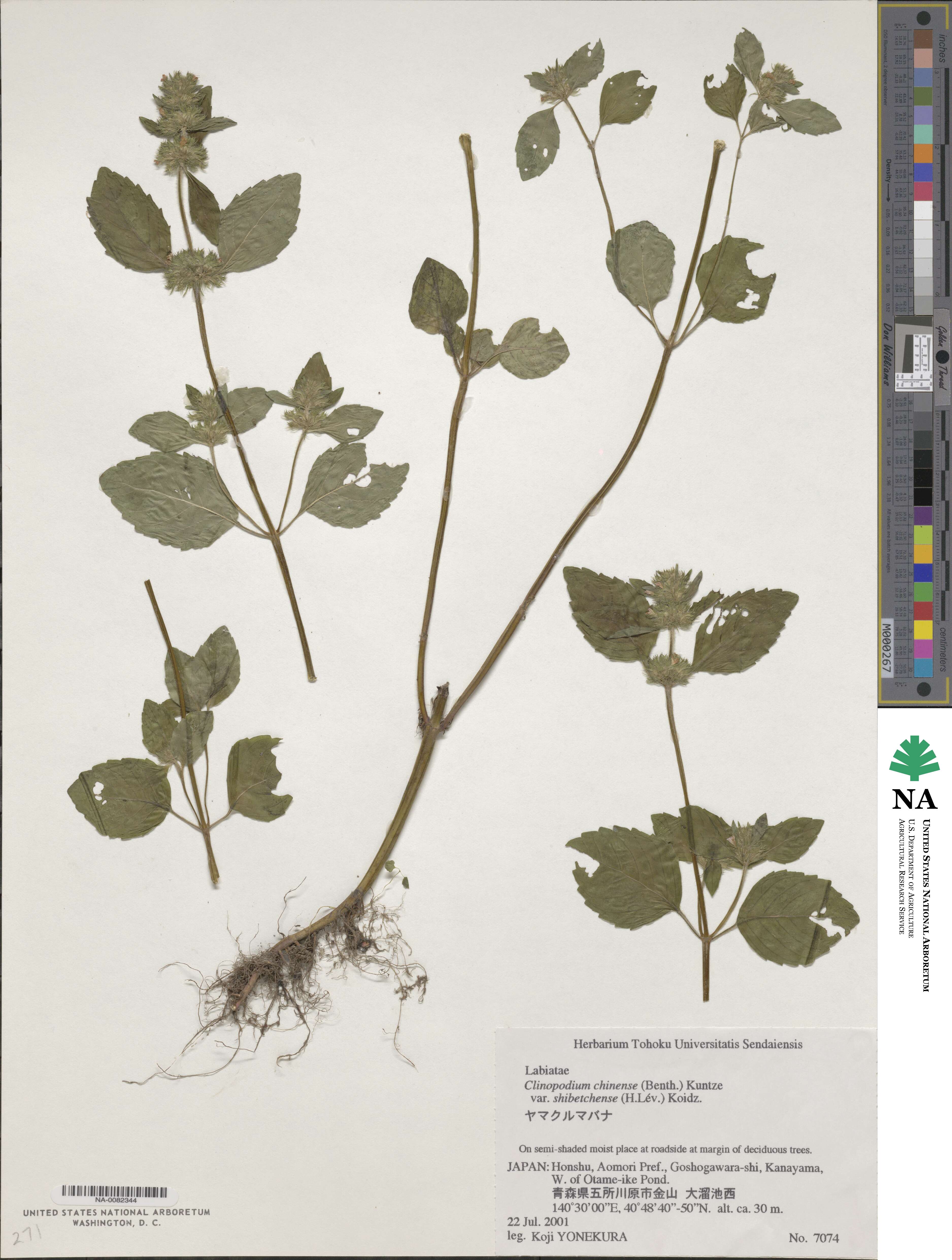 Clinopodium multicaule image