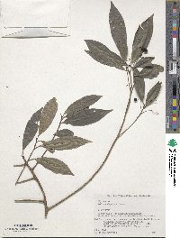 Ardisia quinquegona image