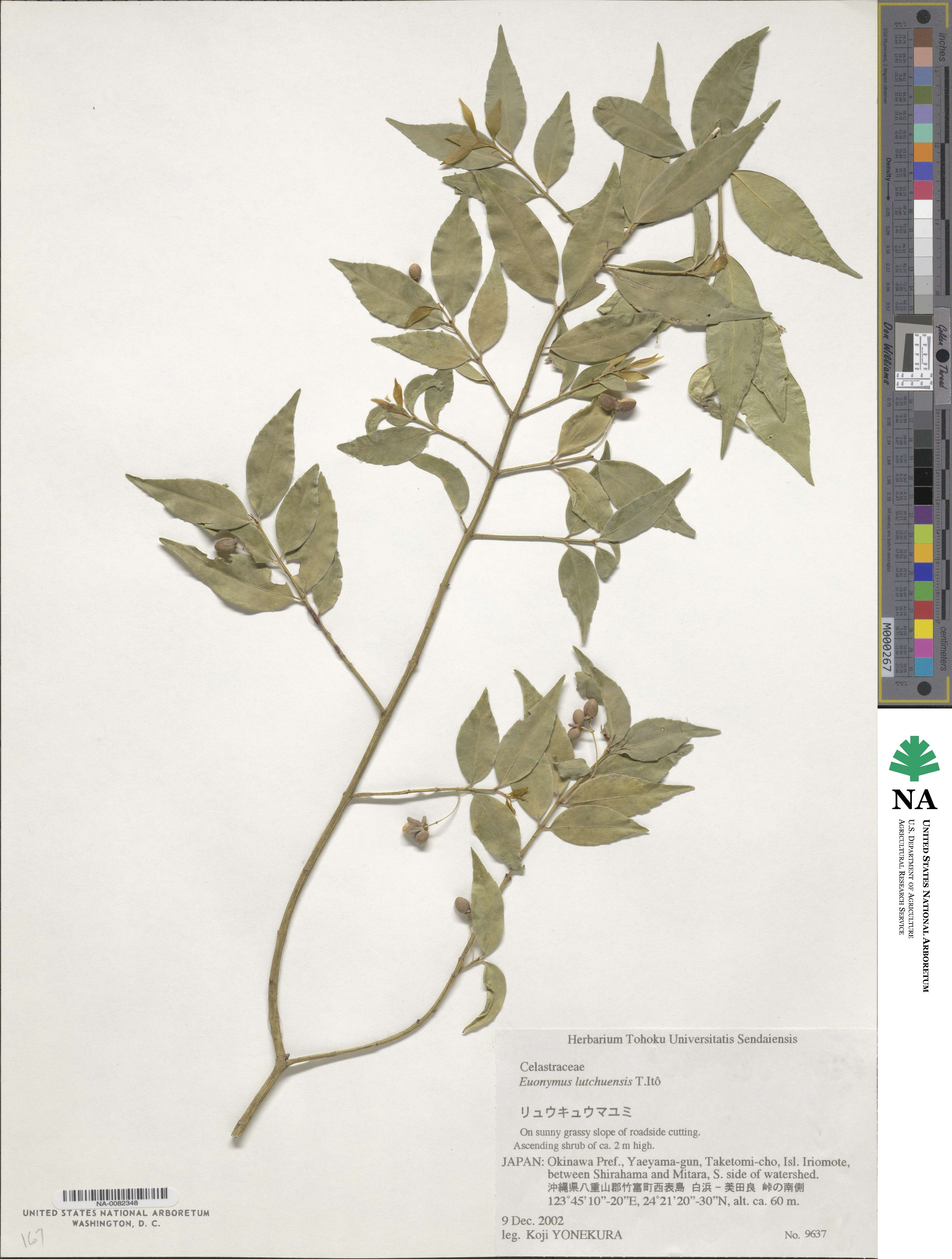 Euonymus lutchuensis image