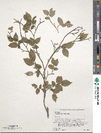 Vaccinium japonicum image